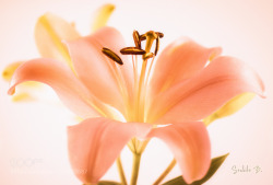 morethanphotography:  Lilium… by SanhitaB