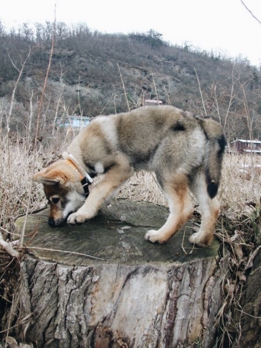 the-little-wolfdog:  *Sir Edmund Hillary wildly clapping*