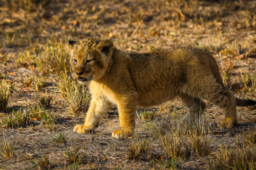 The Cutest Roar Ever! Three-month-old Lion Escapes From His Mother To Test Out His New Voice In South