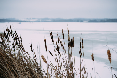 nickstanley:  Winter reeds