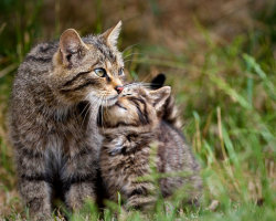 pagewoman:  Scottish Wildcat and Kitten 