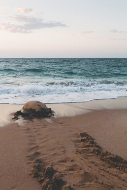 visualechoess:Turtle watch by soujo  