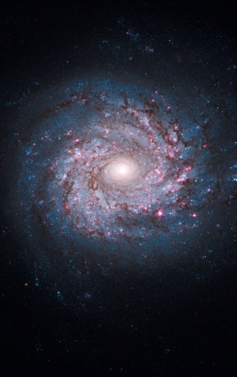 thedemon-hauntedworld: Face-on spiral galaxy NGC 3982 NGC 3982 is located about 68 million light-yea