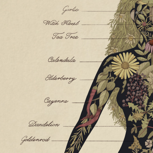 yonderbeasties: A chart of medicinal herbs inspired by the playfully unsettling work of Giuseppe Arc