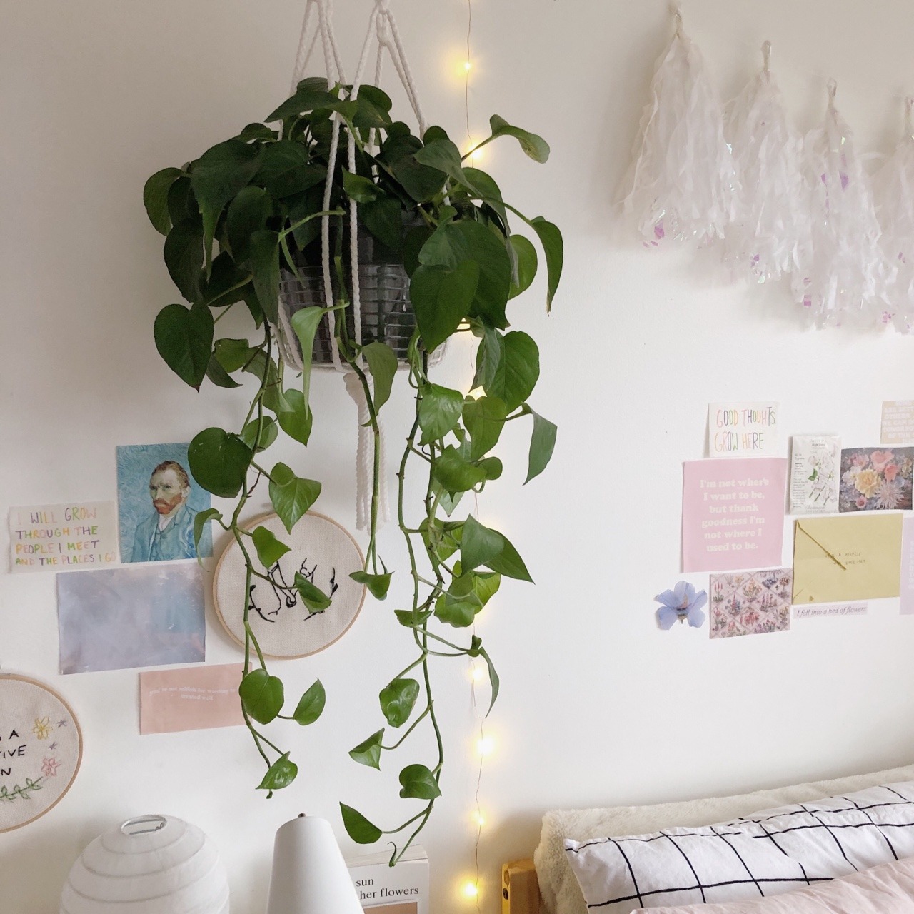 dayllights:got a new plant and i couldn’t be happier!!
