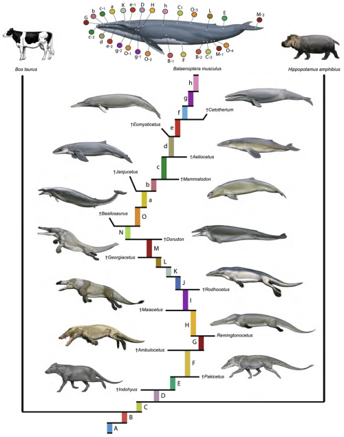 scientificillustration:  “A phylogenetic blueprint for a modern whale (Balaenoptera musculus).