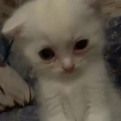 acanthemp3:but i stay silly :3 but i stay silly :3 but i stay silly :3 but i stay silly :3 but i stay silly :3 but i stay silly :3 but i stay silly :3 but i stay silly :3 but i stay sillybut i stay silly :3 but i stay silly but i stay silly :3