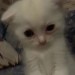 acanthemp3:but i stay silly :3 but i stay silly :3 but i stay silly :3 but i stay silly :3 but i stay silly :3 but i stay silly :3 but i stay silly :3 but i stay silly :3 but i stay sillybut i stay silly :3 but i stay silly but i stay silly :3