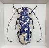 Sex entomologize:ALTALTALTCeramic beetles by pictures