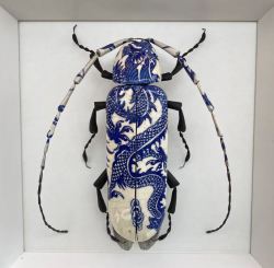 Porn entomologize:ALTALTALTCeramic beetles by photos