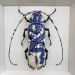 entomologize:ALTALTALTCeramic beetles by adult photos