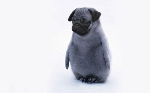why-am-i-awake:  i-cant-decide-on-a-good-url:  omgbuglen:  Animals of a Parallel