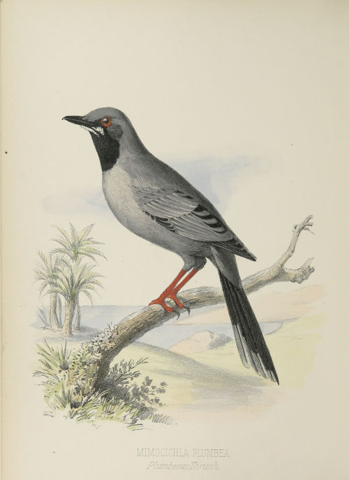 Selections from Birds of the Bahama islands by Charles B. Cory, 1880. 