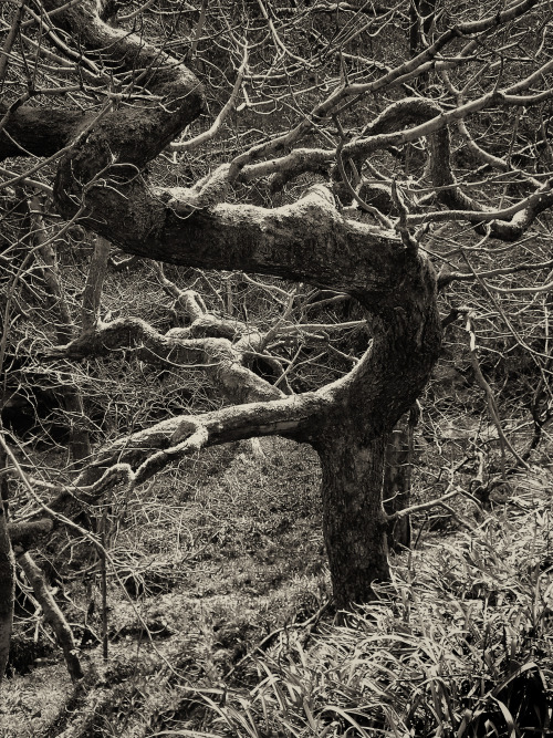 philopenshaw:  twisted 