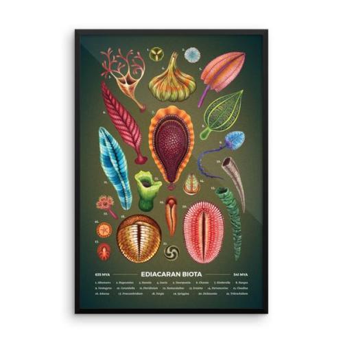The Secret Garden Of Ediacara And The Origin Of Complex Life