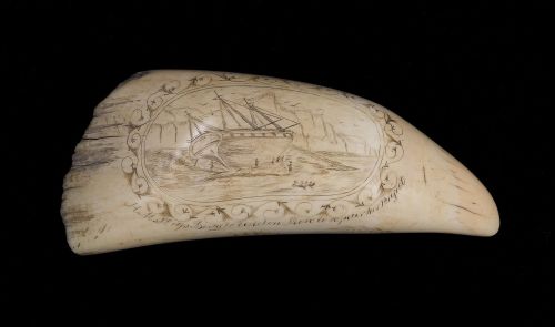 A scrimshaw whaletooth from the Darwin expedition.  Crafted by James Adolphus Bute, a marine on boar