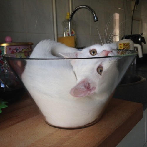 atraversso:    This Cat Has Unconditional Love for Her Glass Bowl.