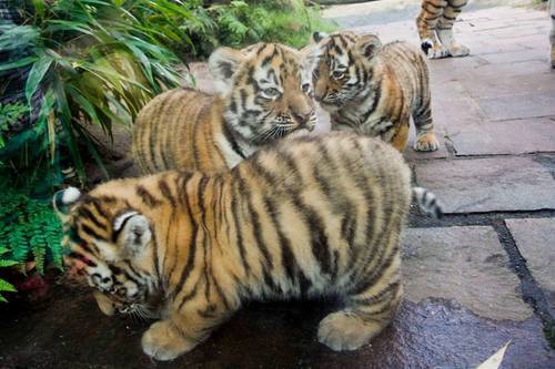 seananmcguire:
“ Tiger chubs tiger chubs TIGER CHUBS YOU GUYS
”