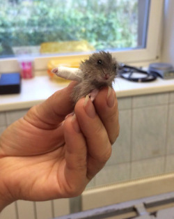 sixpenceee:  Redditor GeorgeOnee has posted this super cute photo of a teeny-tiny hamster with a tiny cast and now the Internet can’t handle its cuteness. The poor fella broke its arm and was was brought into a vet’s office. Luckily, it was taken