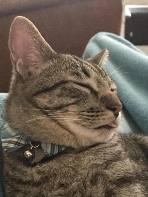 daily-blep:Cozy Caturday afternoon blep