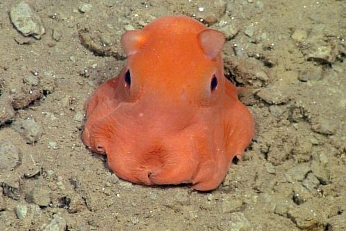 end0skeletal: 1. Coconut Octopus (Amphioctopus marginatus)2. Blue-ringed Octopus (genus Hapaloc