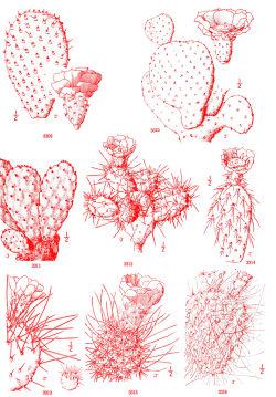 nemfrog:  Various opuntia cactus. An illustrated