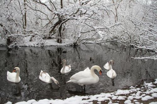 silvaris:  White Wanstead Epping Forest by Christian Moss