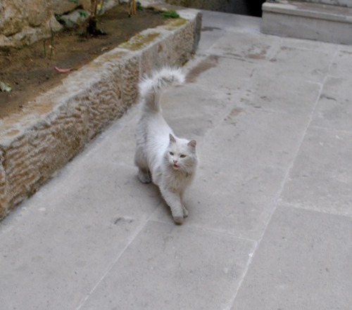 streetcatsistanbul:Hotel cat / Cats of Cappadocia seriesFor more photos of Istanbul’s street cats da