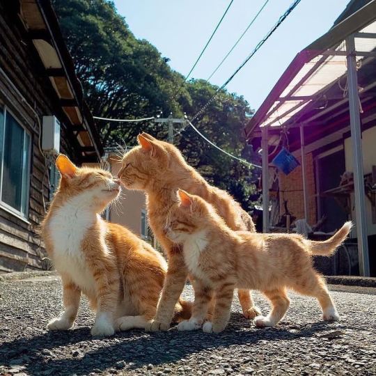 cat-lover-1001:  Love is precious 😍💖💖 