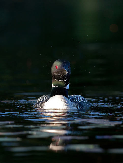 No flies on me - Common loon by JimCumming