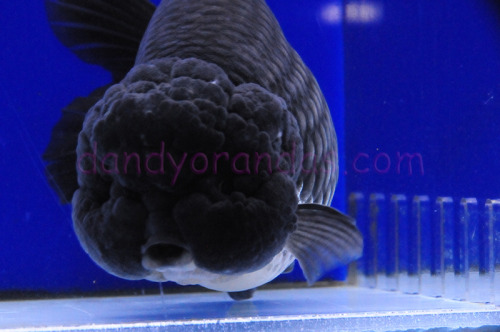 finefeatheredfish:Blue RanchuDandy Orandas  This is a goldfish orbA glorb
