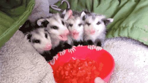 gifsboom:  Video: Opossums Eating Watermelon adult photos