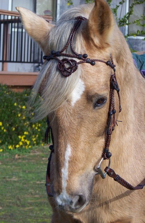 theenchantedcove:  Braided Kangaroo Leather Headstall with an Alamar by…