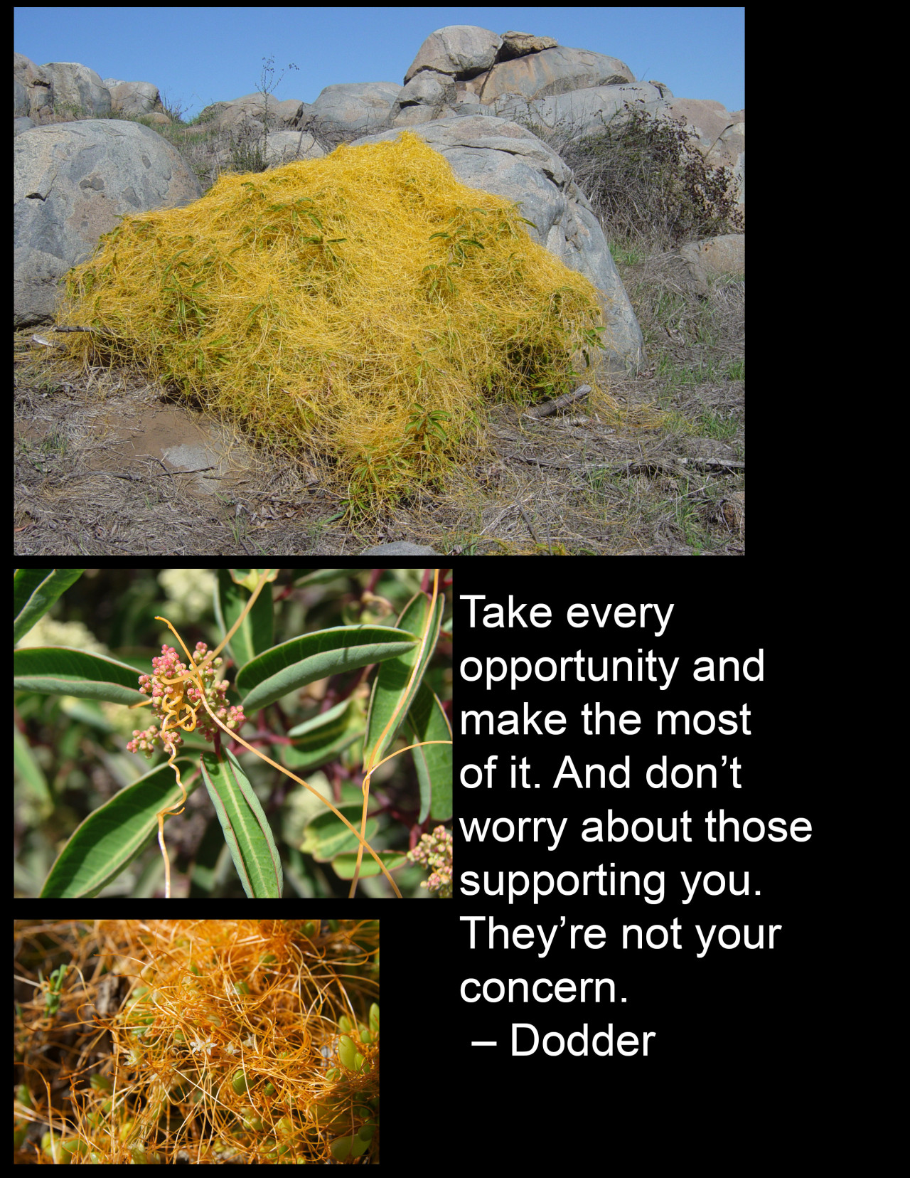 Evil/eerie plant month continues with dodder. a parasitic plant of the genus Cuscata. It is most closely related to morning glory. Dodder parasitizes host plants and can actually detect preferred host species and target them to grow towards. Dodder...