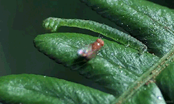 haus-of-ill-repute:  Predator caterpillar 