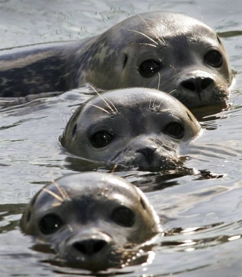 Sex wildlifepower:   S-S-S-SEALS TIME!!! Pinnipeds pictures