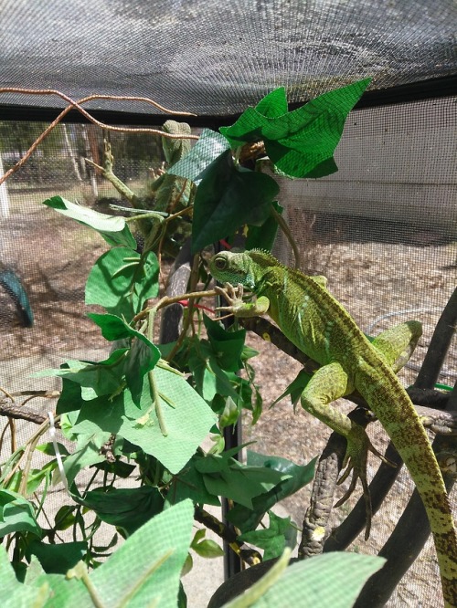 I decided to take advantage of the sunshine and give these two recently surrendered juvenile water d