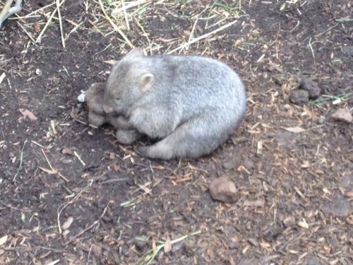 cute-overload:Today I saw a baby wombat cuddling a wombat stuffed toy in a wildlife sanctuary. Just 