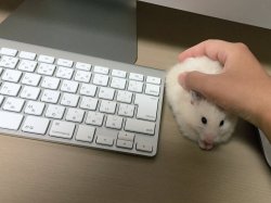 awwww-cute:  My mouse not working (Source: