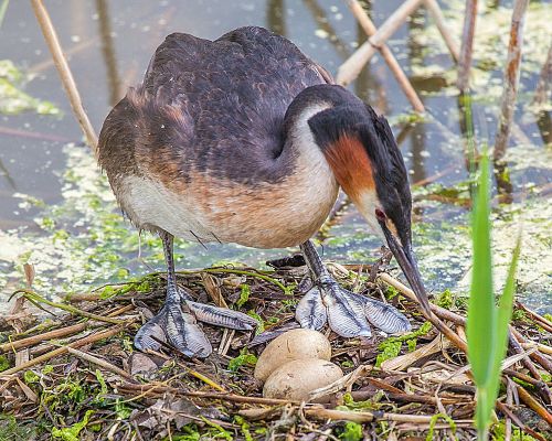 Great crested grebe (Podiceps cristatus)The great crested grebe is a member of the grebe family of w