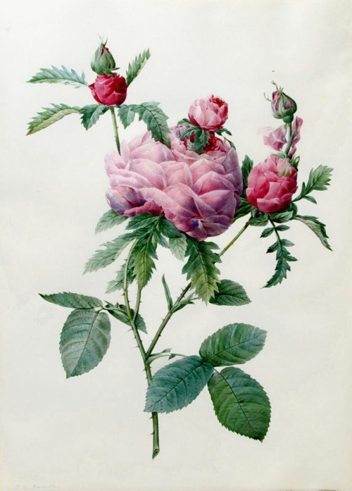 masterpiecesindetail:Roses by Pierre-Joseph Redouté (1759-1840)