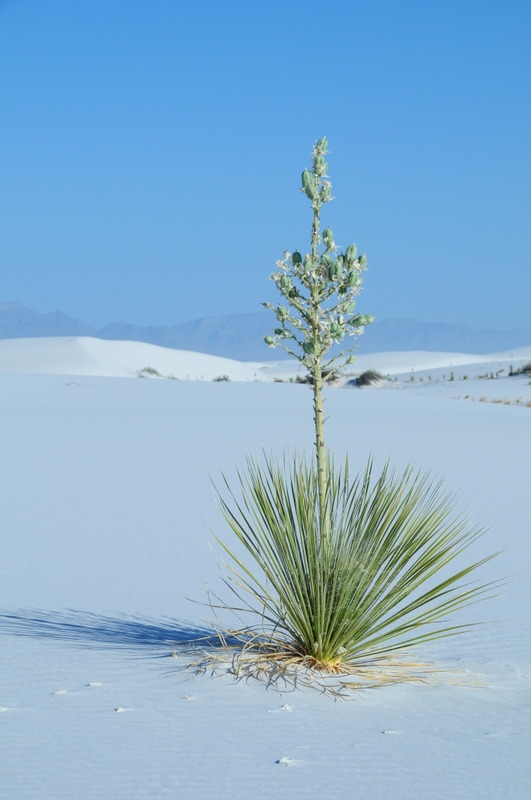 microbe:  White Sands, New Mexico. The desert is located in Tularosa Basin New Mexico.
