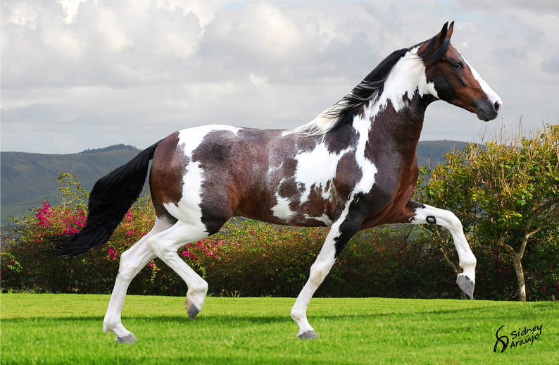 Horses. Always. — brazilian-sporthorses: Mangalarga Marchador