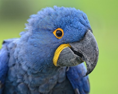 Hyacinth macaw (Anodorhynchus hyacinthinus)