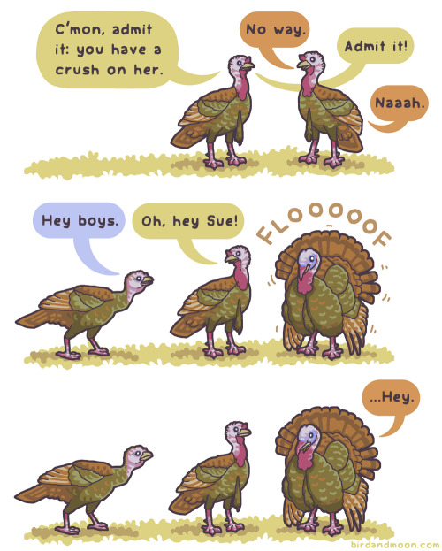 A three-panel comic. In panel one, two male turkeys are talking to each other. The first says "C'mon, admit it: you have a crush on her." The second says "No way!" Admit it!" "Nahhh." In panel 2, a female turkey shows up and says "Hey boys." The first turkey says "Oh, hey Sue!" The second turkey completely fluffs up its feathers with a FLOOOOF so it looks like a round fancy ball of turkey. In panel 3, the female and first male turkey are looking at the second. Fully fluffed up, he says, with some embarrassment, "...Hey."
