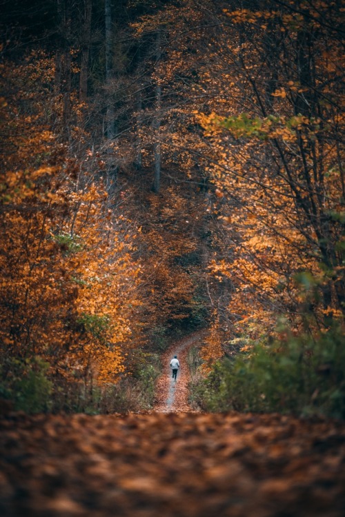 bokehm0n:  Run forest, run.