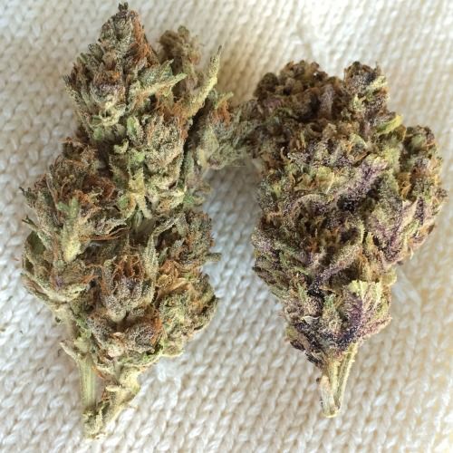 organicindica - stoners