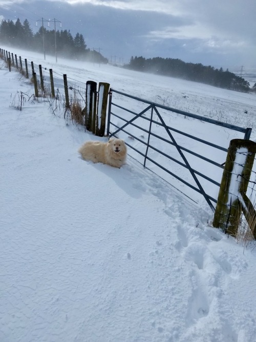 blowing in a blizzard/standing in a snow driftAberdeenshire, Scotland March ‘18