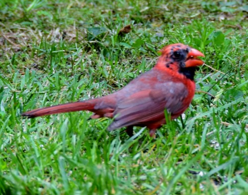 Cardinal in his best Darth Maul cosplay.