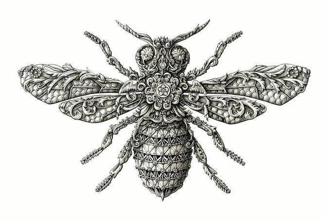 actegratuit: Renaissance-Style Insect Drawings by Alex Konahin 